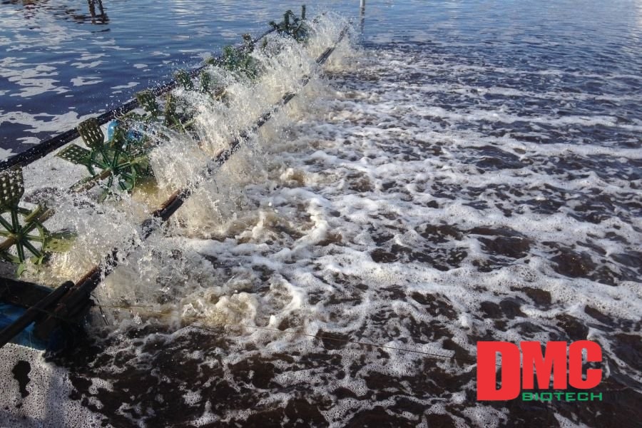 tcca dạng bột 09