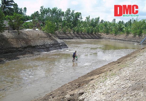 tcca dạng viên 05